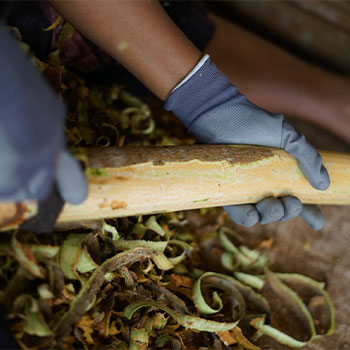 cinnamon harvesting process