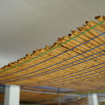 cinnamon harvesting process