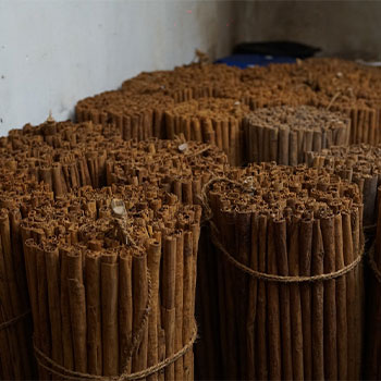 cinnamon harvesting process