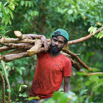 cinnamon harvesting process