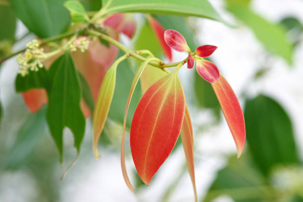 Where to buy Ceylon cinnamon