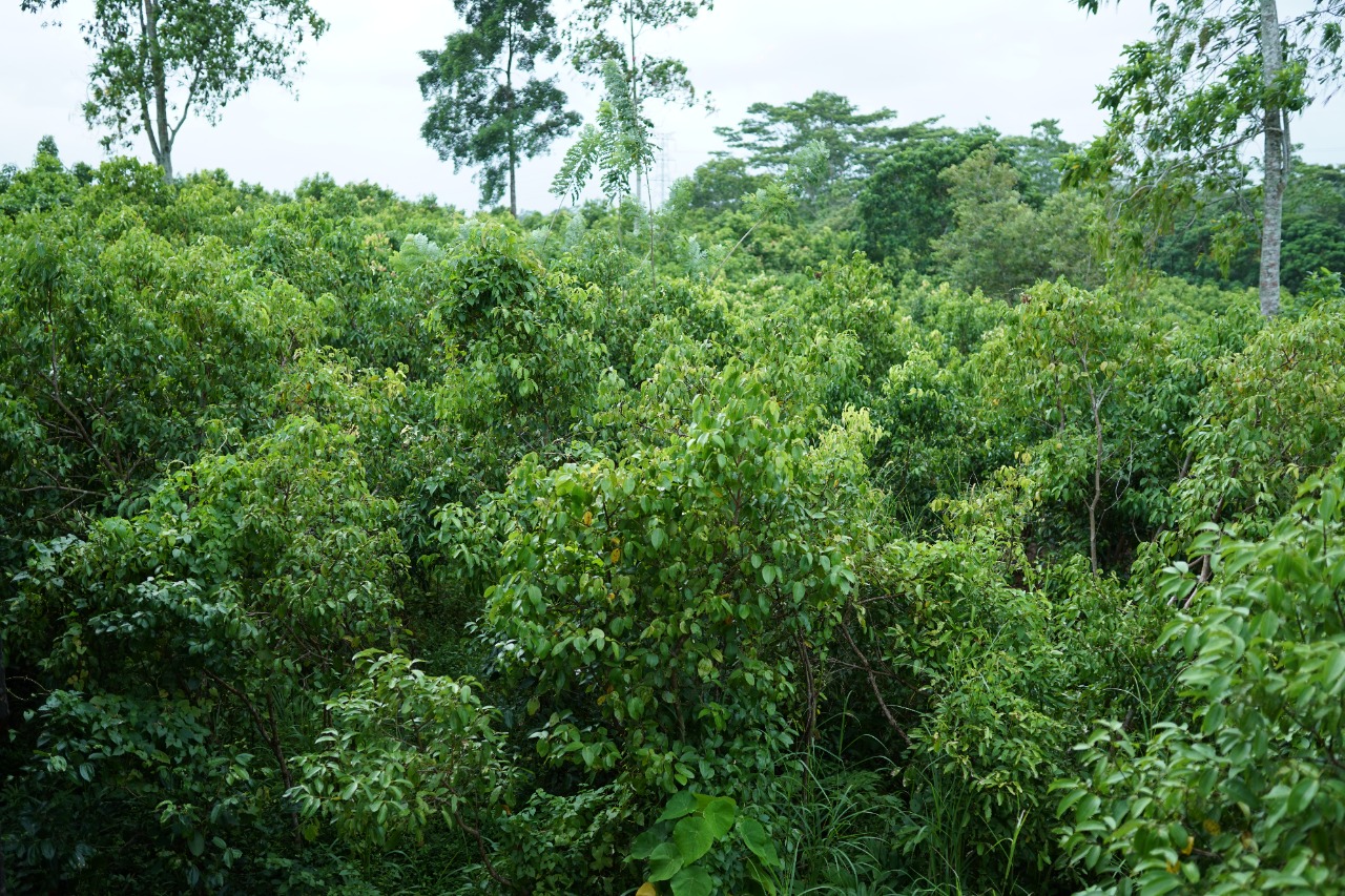 Ceylon Cinnamon Farms