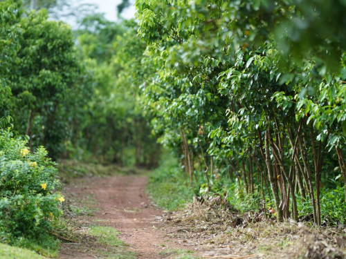 ceylon-cinnamon-farming