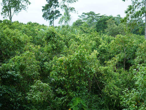 ceyloncinnamonx-ceylon-cinnamon-farming-2