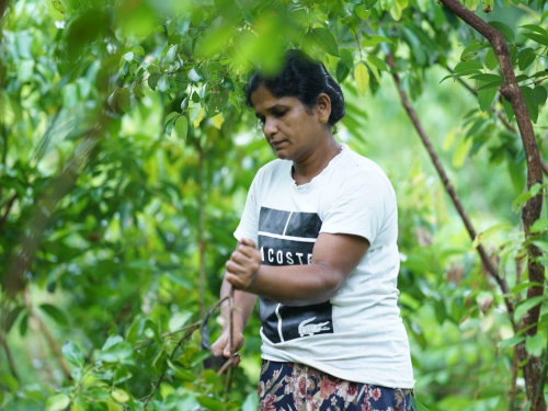 ceyloncinnamonx-ceylon-cinnamon-harvesting-2