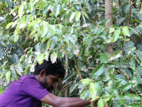 ceyloncinnamonx-ceylon-cinnamon-harvesting-3