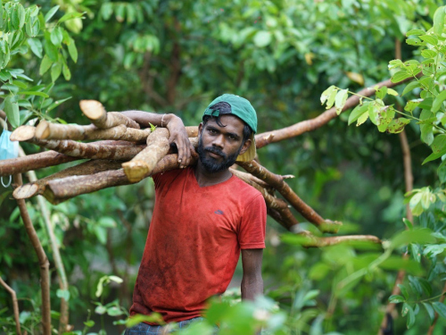 ceyloncinnamonx-ceylon-cinnamon-harvesting-3
