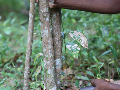 ceyloncinnamonx-ceylon-cinnamon-harvesting-4