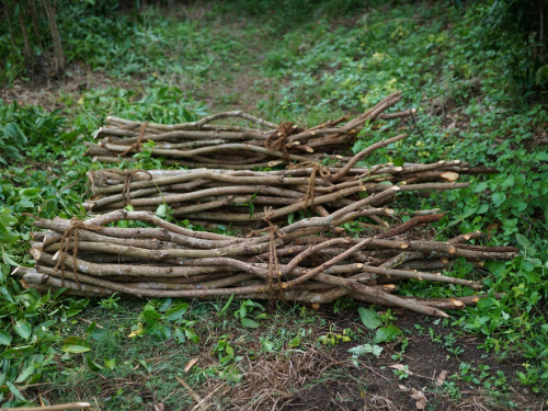 ceyloncinnamonx-ceylon-cinnamon-harvesting-4