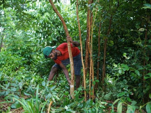 ceyloncinnamonx-ceylon-cinnamon-harvesting