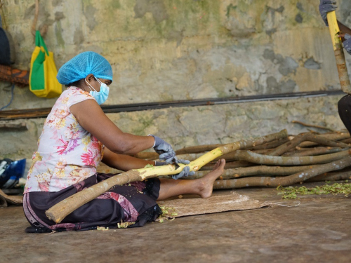 production-of-the-ceylon-cinnamon127.53-