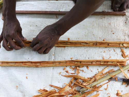 production-of-the-ceylon-cinnamon2467