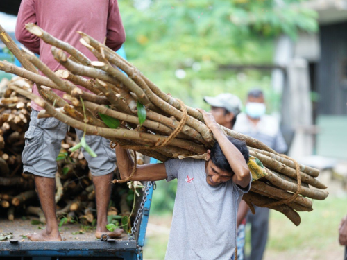 production-of-the-ceylon-cinnamon77.42-1