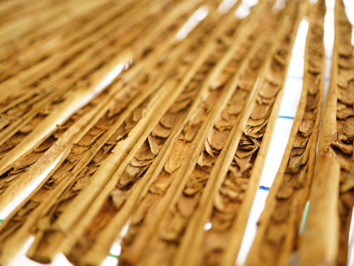 production-of-the-ceylon-cinnamon87.43-1