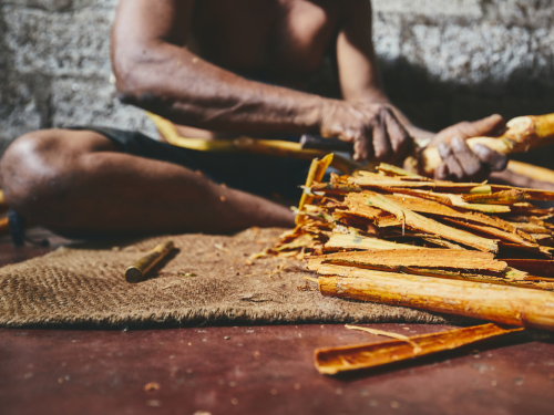 Production of the cinnamon sticks